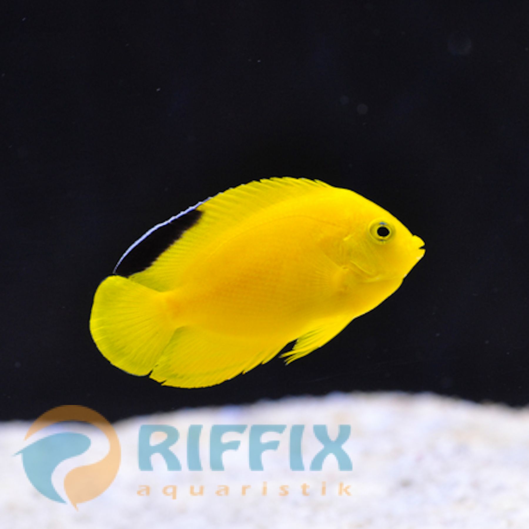 Centropyge woodheadi Woodhead's Zwergkaiser